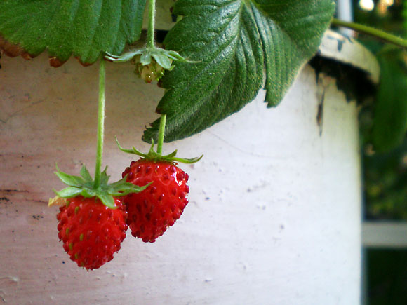 wild strawberry kids