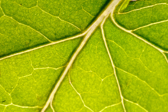 leaf close up