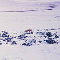 anaktuvuk pass fox