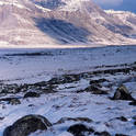 anaktuvuk pass caribou