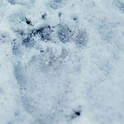 kenai black bear