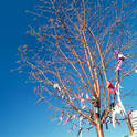 anchorage memorial tree