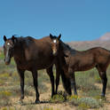 kaibab plateau
