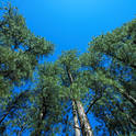 kaibab forest