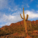 saguaro np