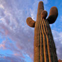 saguaro np