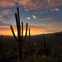 saguaro np