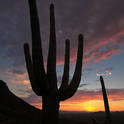 saguaro np