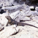 cayo largo