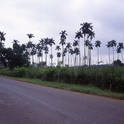 vinales