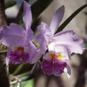 soroa