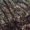 soroa