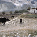 padum