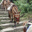 annapurna