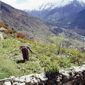 manang