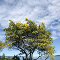 taupo