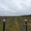 marlborough