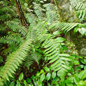 abel tasman
