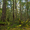 fiordland