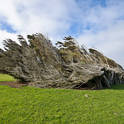 catlins