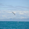 kaikoura