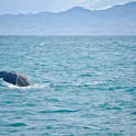 kaikoura
