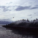beagle channel