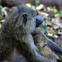 manyara lake