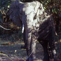 manyara lake
