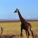 manyara lake
