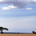 serengeti