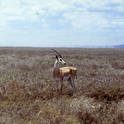 serengeti