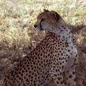 serengeti