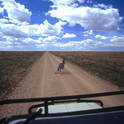 serengeti