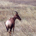 serengeti