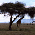 serengeti