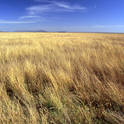 serengeti