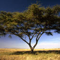 serengeti