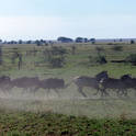 serengeti