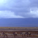 ngorongoro
