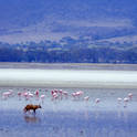ngorongoro