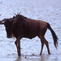 ngorongoro