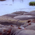 ngorongoro
