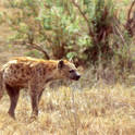 ngorongoro