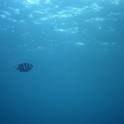 kendwa