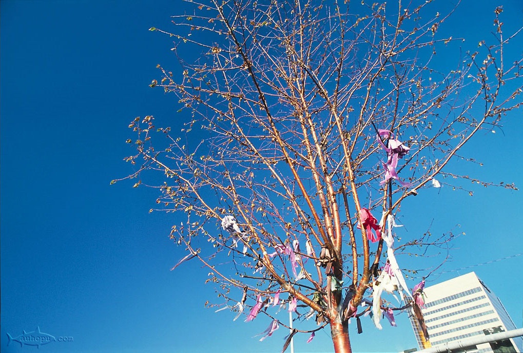 anchorage memorial tree