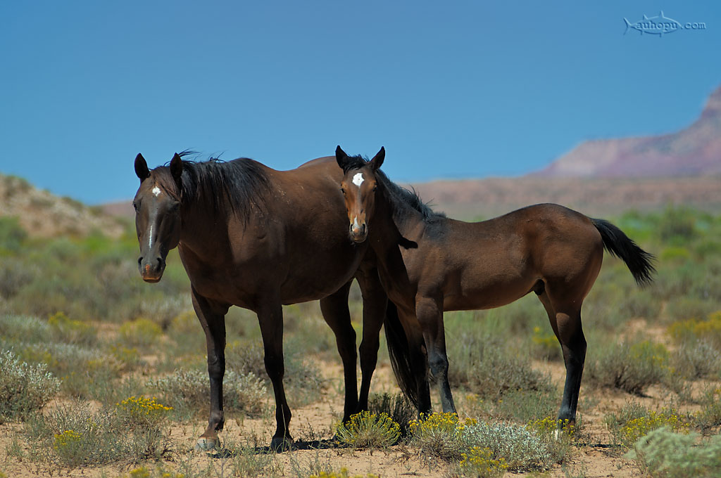kaibab plateau
