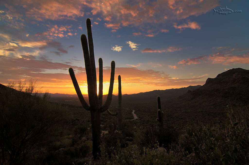 saguaro np