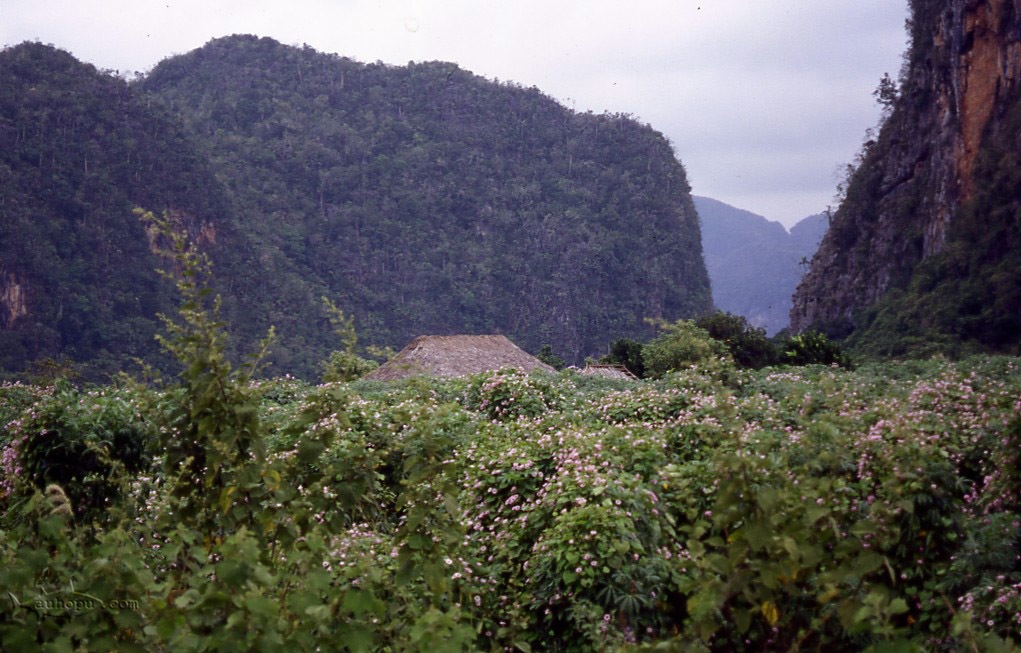 vinales