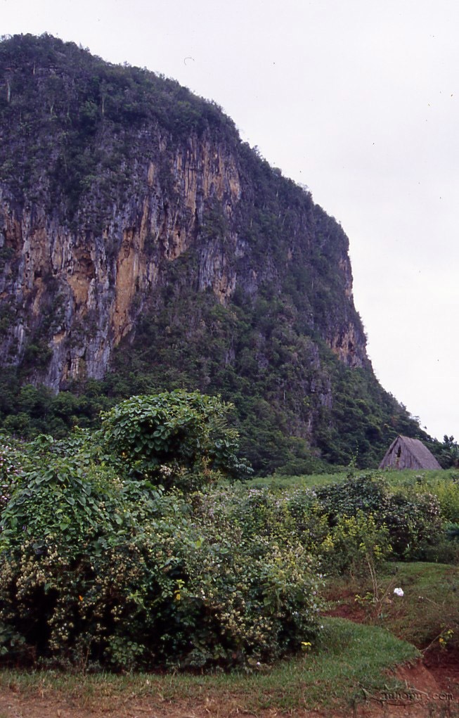 vinales